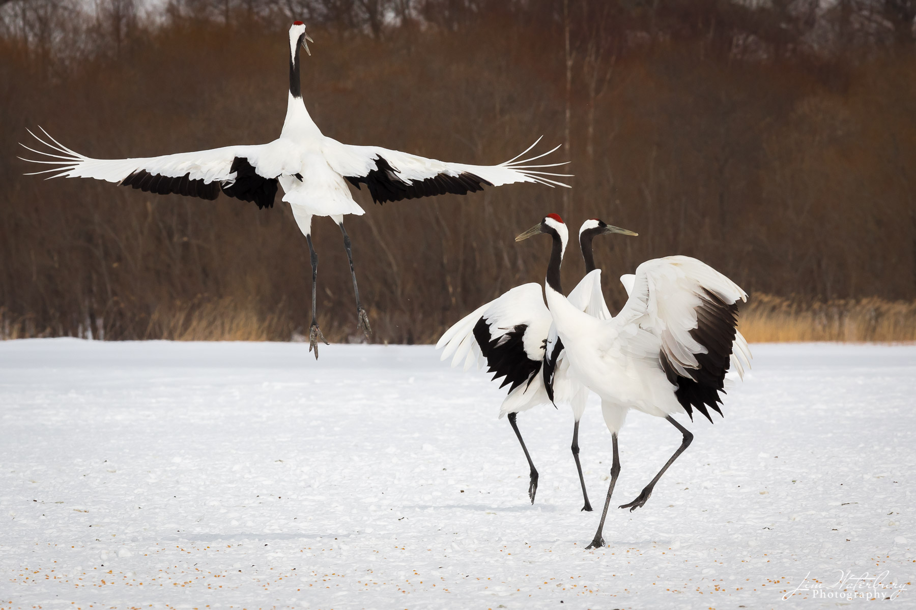 Japanese red-crowned cranes dance in the winter snow near Tsurui, Hokkaido.  The Red-crowned Crane, also called the Japanese...