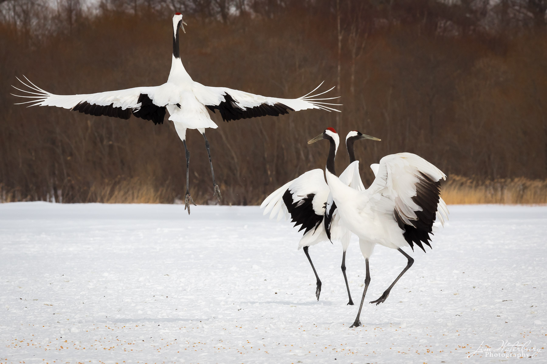 Dancing for Joy Japanese red-crowned cranes dance in the winter snow near Tsurui, Hokkaido. The Red-crowned Crane, also called the Japanese...