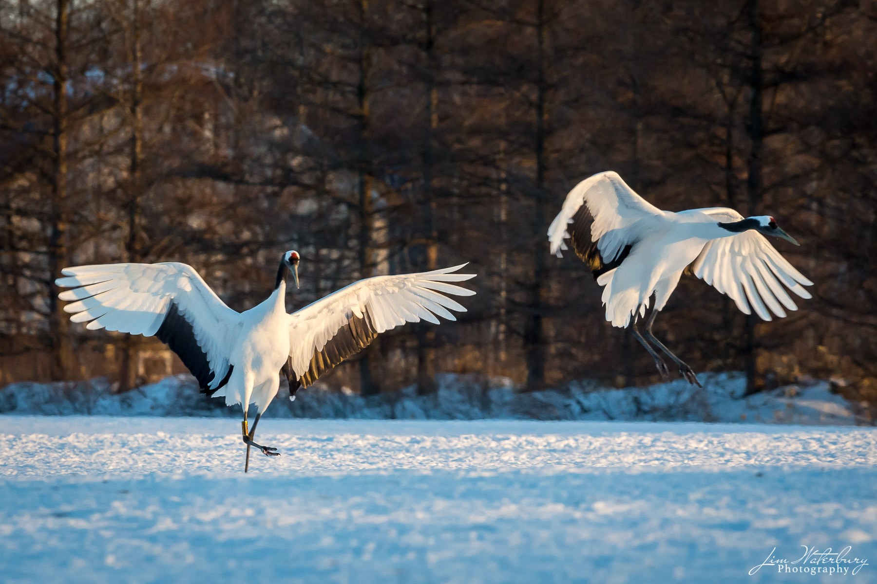 Let's Go! Japanese red-crowned cranes take flight in the glow of the warm afternoon sunlight, in winter, near Tsurui, Hokkaido.