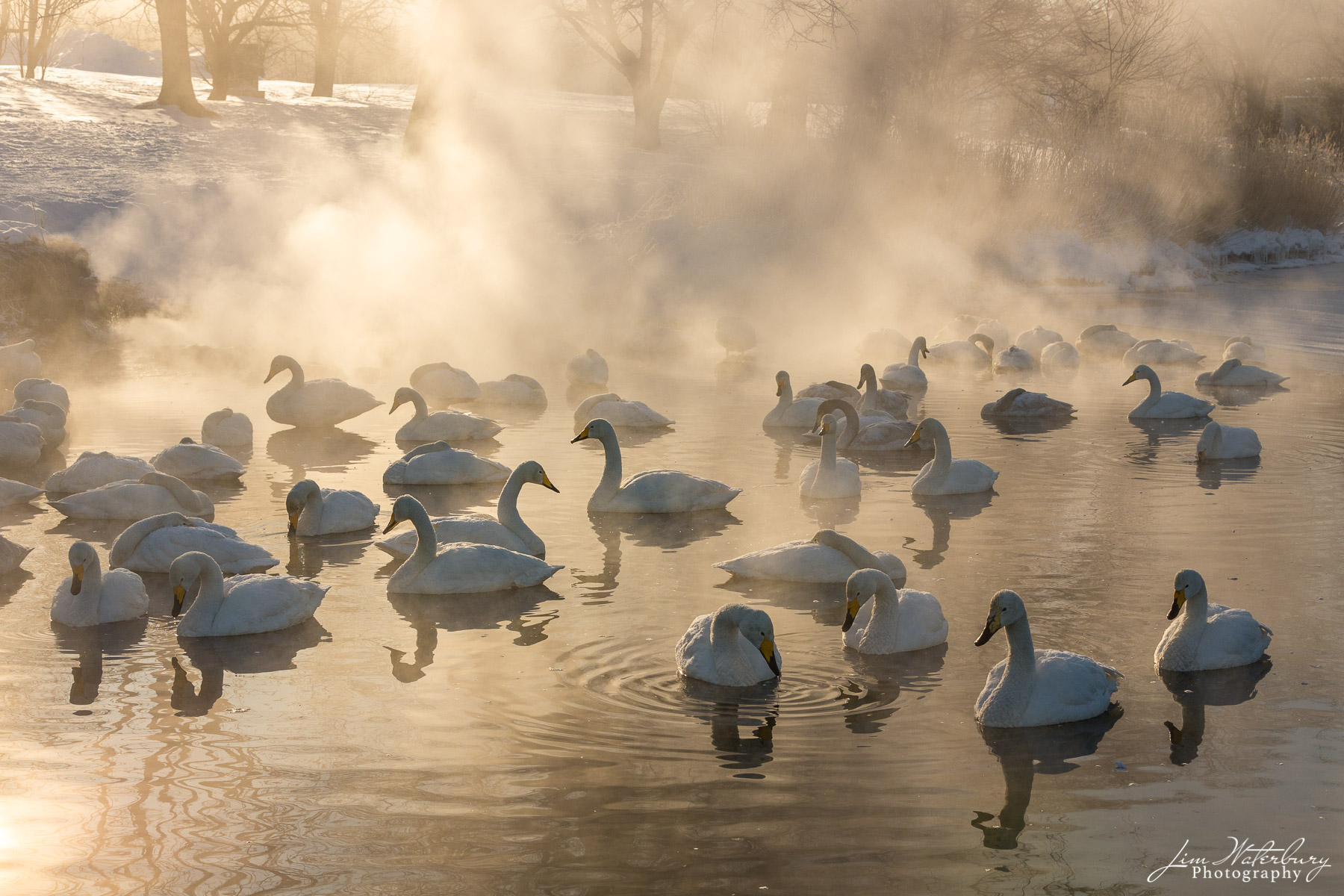 Steamy Morning Whooper swans at Lake Kussharo, Hokkaido, Japan in early morning sunlight. These wild swans migrate from the Siberian Arctic...