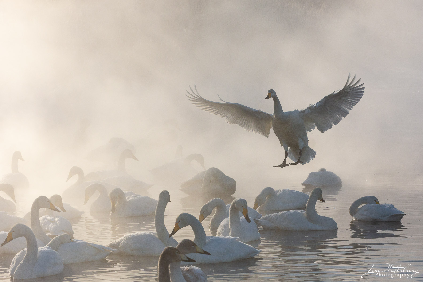 Peace! Whooper swans swim in the warm waters of Lake Kussharo in Hokkaido, Japan, as a large swan, with wings spread, returns to the...