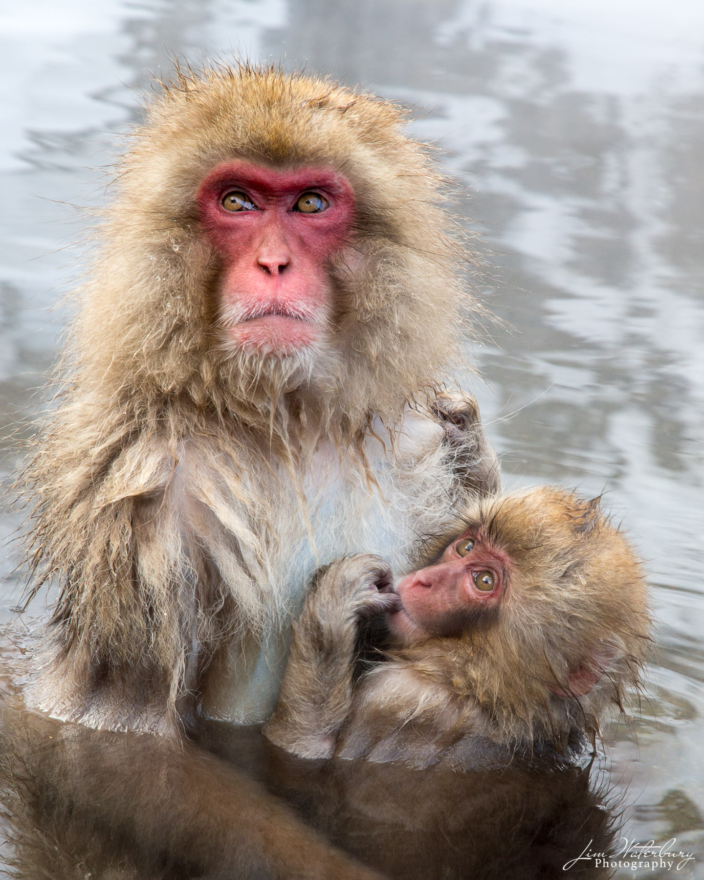 A baby Japanese "snow monkey" or "macaque" looks up at his mother from the waters of a local hot spring, in  Jigokudani Park...