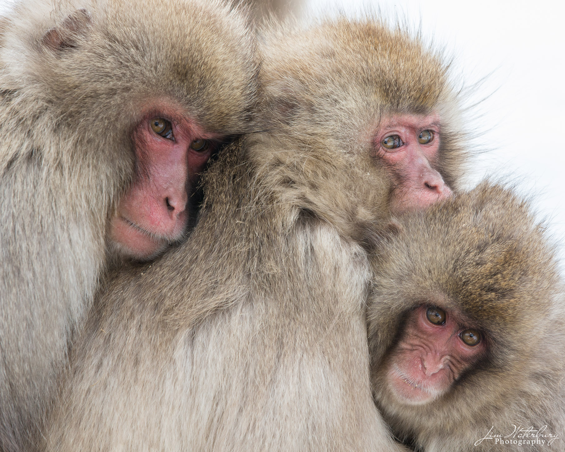 Family Portrait A family of Japanese Macaques, or "Snow Monkeys" in Jigokudani Park, Japan, huddle together to defend against the cold, snowy...