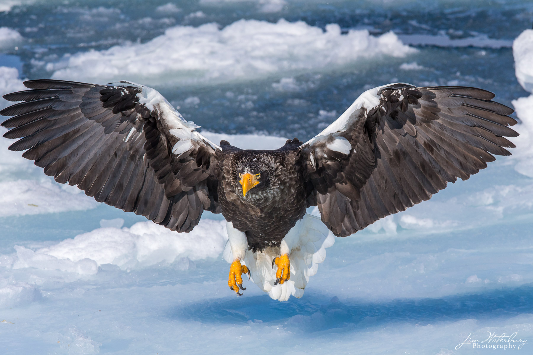 Guarding the Ice A Steller Sea Eagle flies above the pack-ice off the far eastern coast of Hokkaido, Japan. The Steller Sea Eagle is a large...