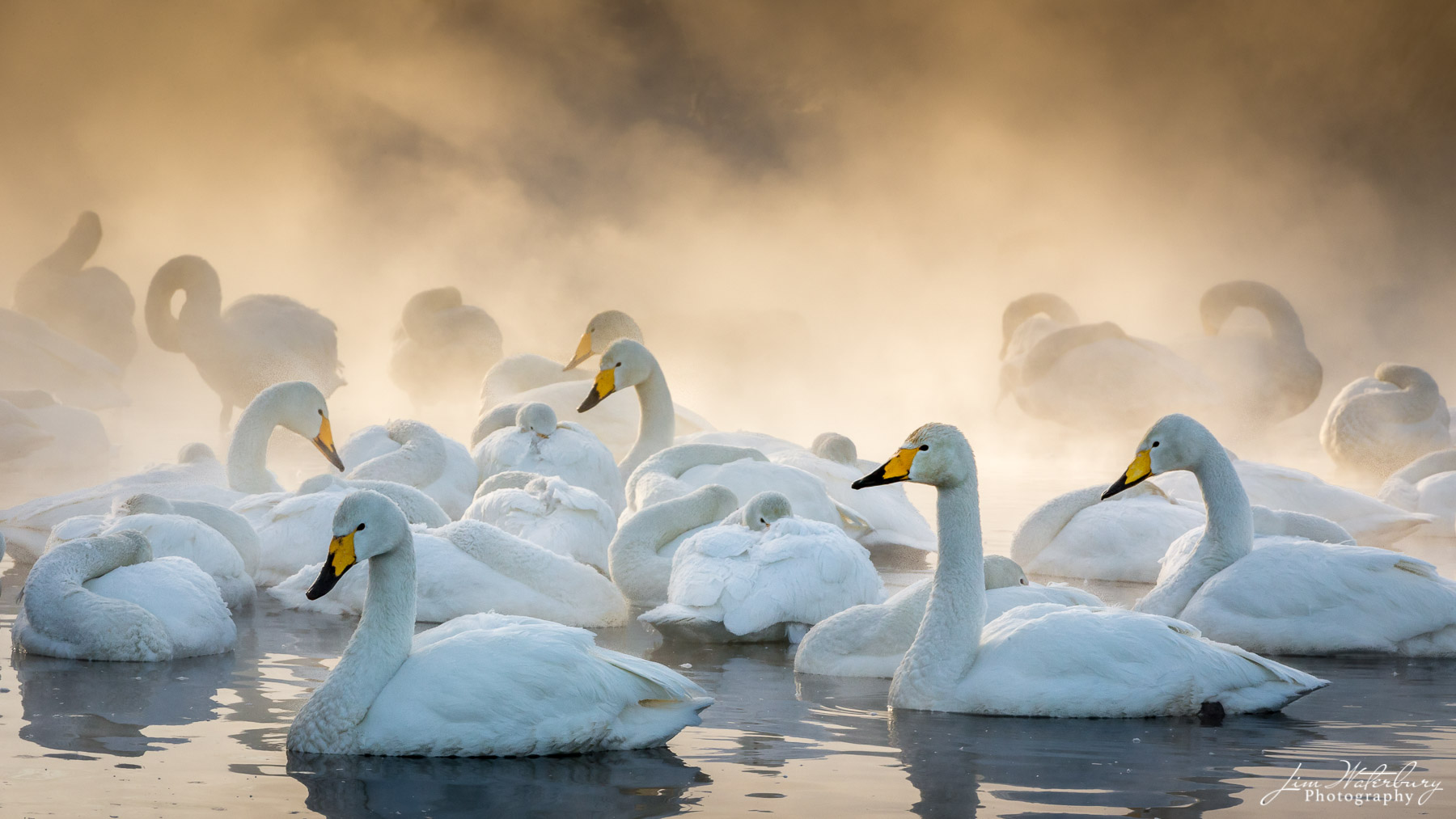 Whooper swans gather at the edge of Lake Kussharo, Hokkaido, Japan, where the warm temperature of the caldera lake meets the...