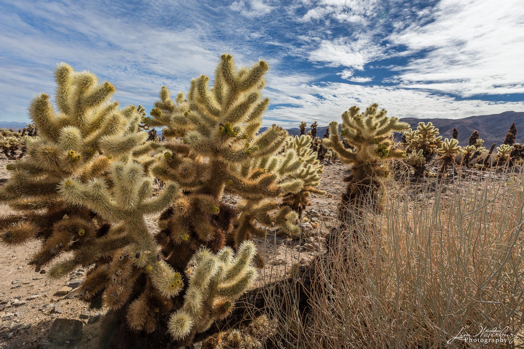 Prickly Patch Cholla cactus in the sunlight in Joshua Tree National Park.