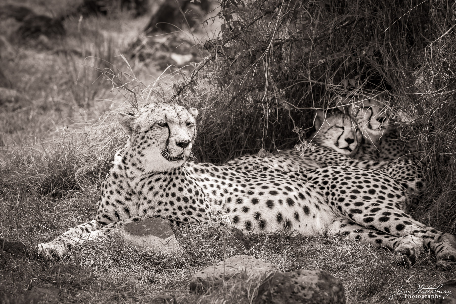 Kenya, Masai Mara, New York, North America, United States