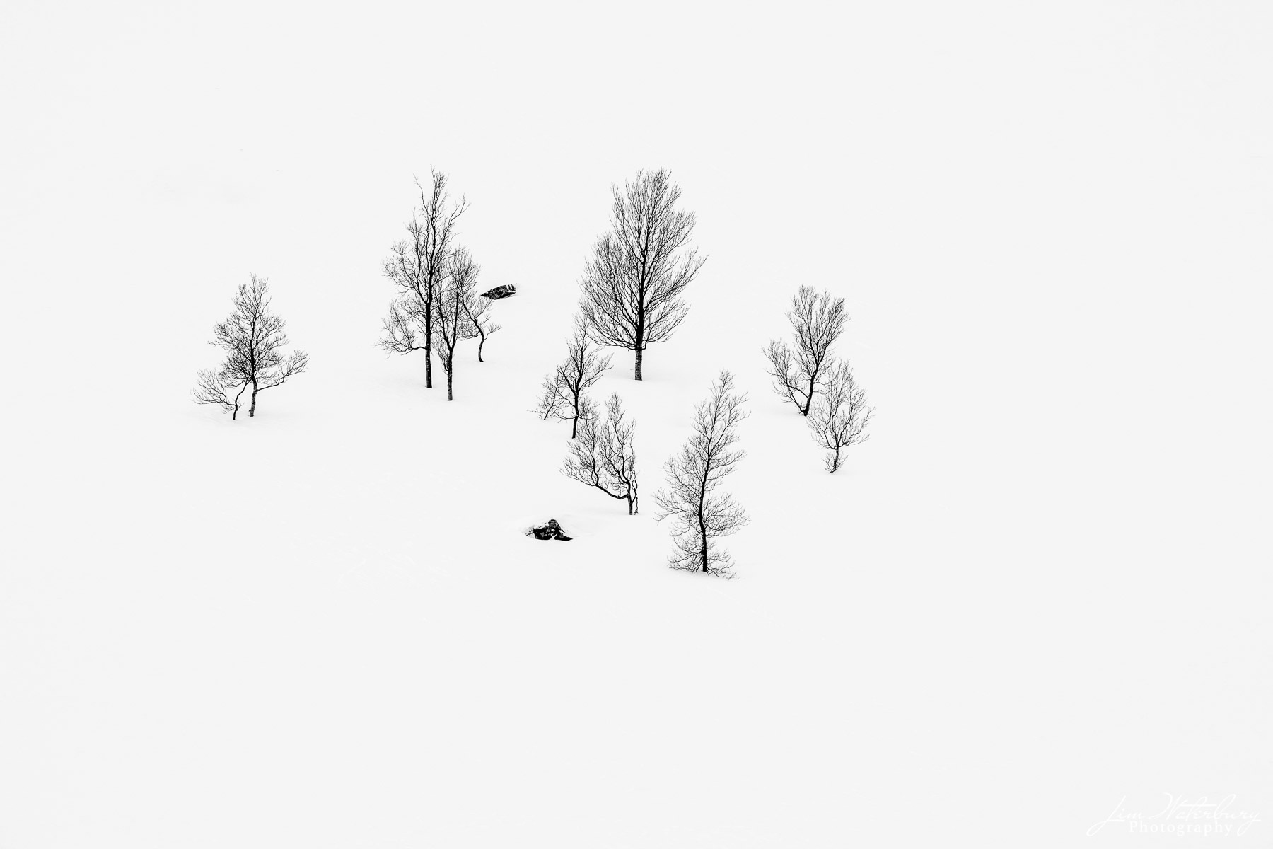 High key, minimalist image of trees in Anderdalen National Park, Senja, Norway, in B&W.