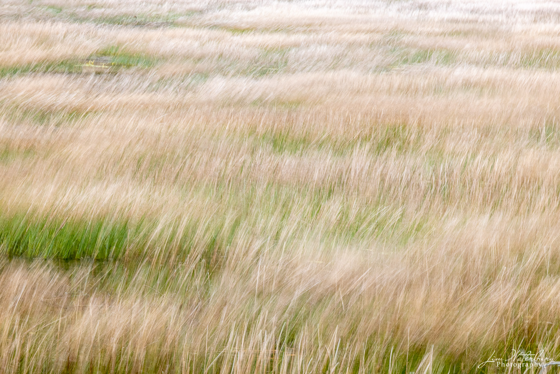 Grasses dancing in the wind.