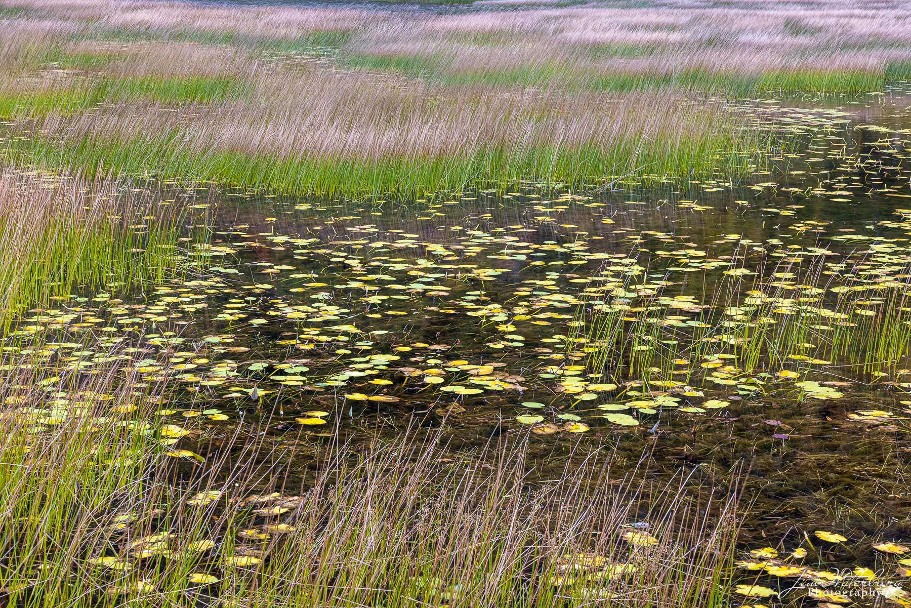 The Tarn, Mount Desert Island