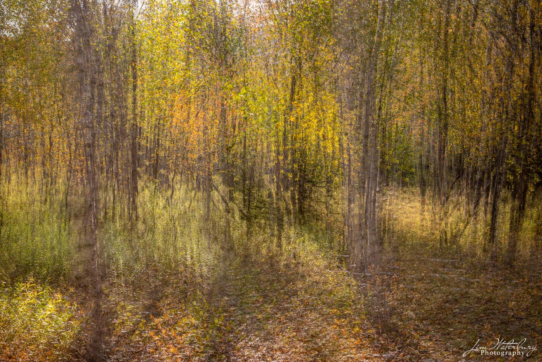 Impressions of Light Abstract of trees in the forest, with early morning light highlighting the yellows, greens, and oranges of fall.