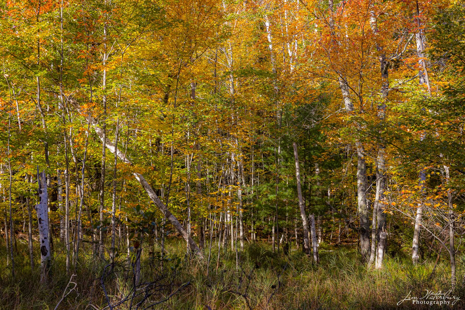 Cacophony of Color Fall colors bathed in early morning light along a carriage road in Acadia National Park.