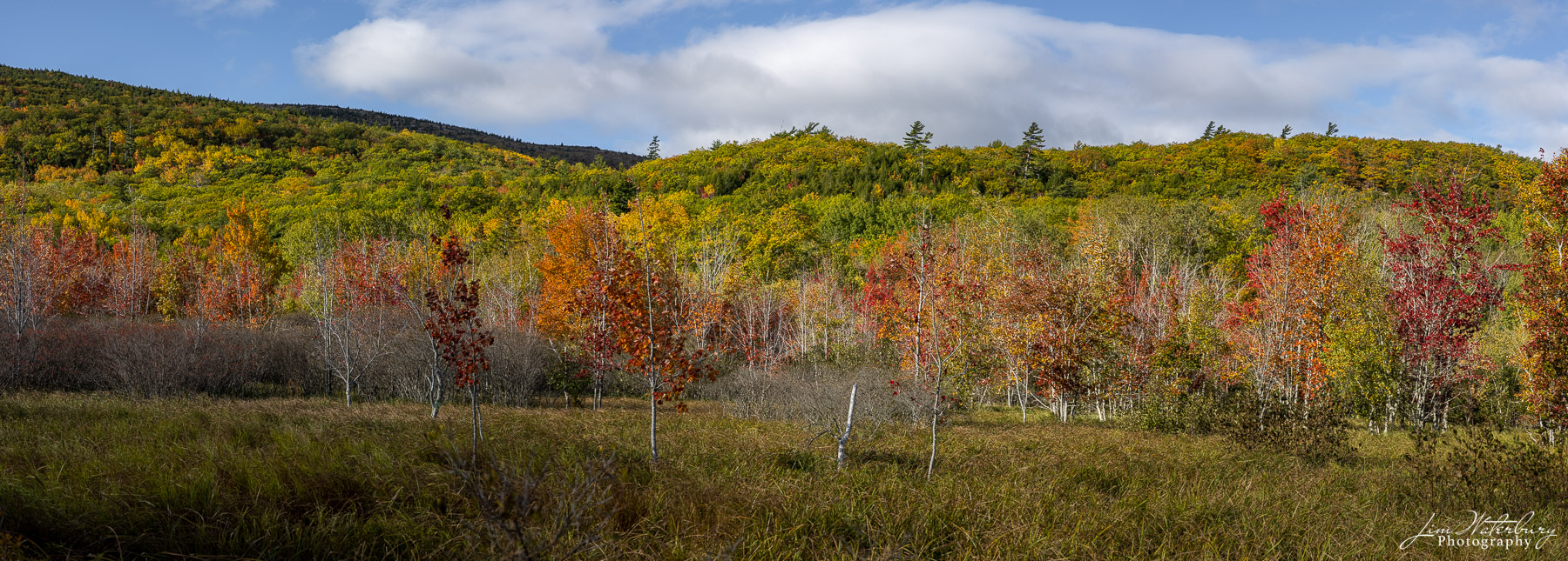 Panoramic image of fall colors on Mount Desert Island, Maine.