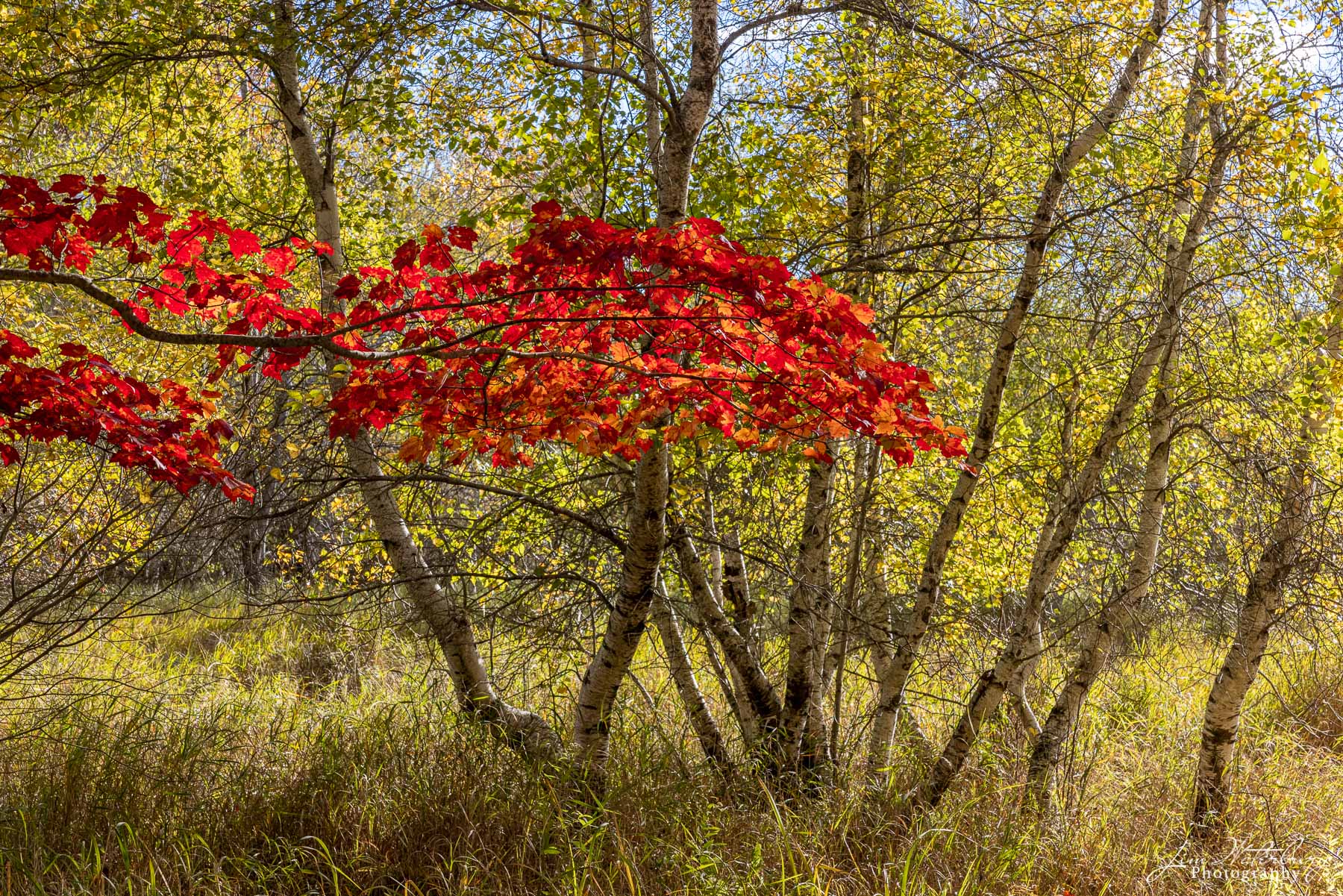 Red Accent Bright red leaves, reflecting early morning light, stand out against a background of green and yellow leaves along a carriage...