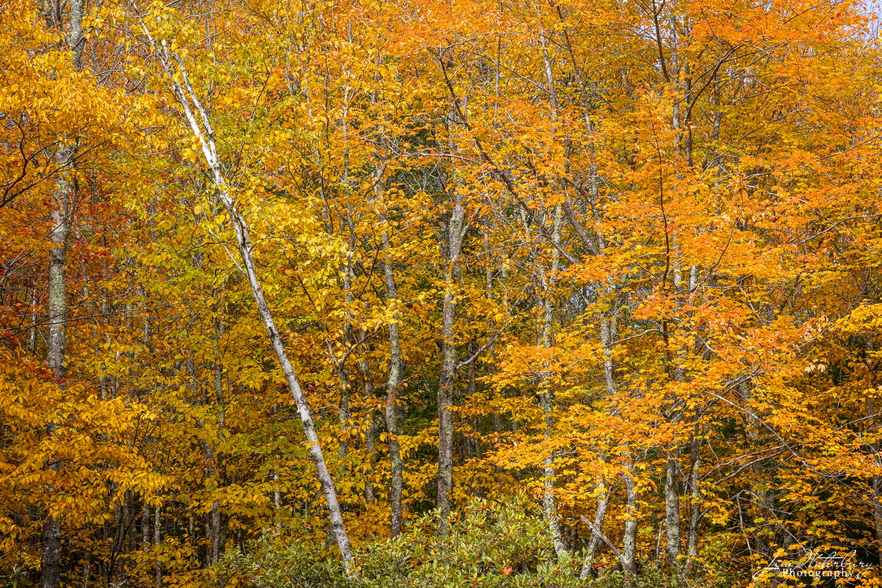 A panorama of fall foliage, interrupted by a falling birch tree.