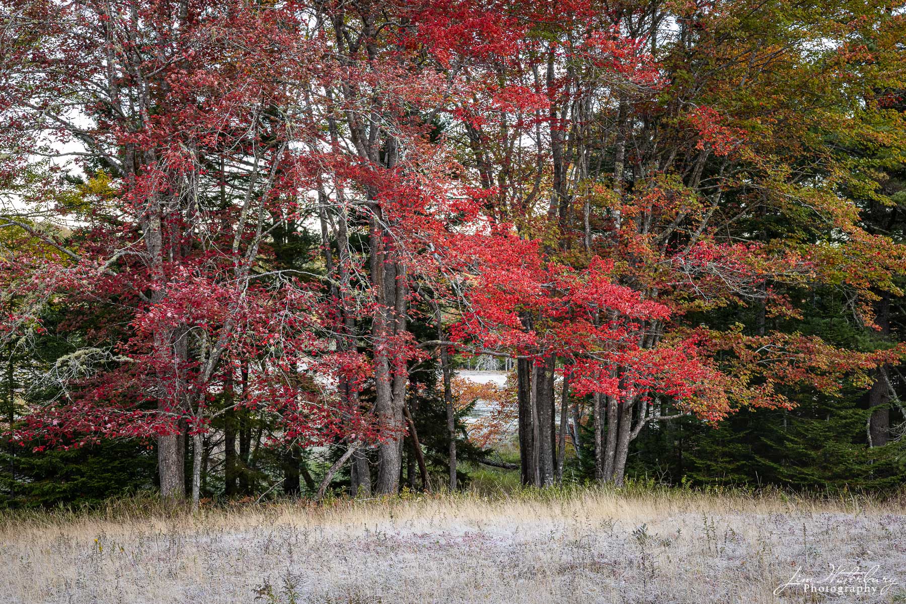 Red leaves and frost The first frost of the fall reminds us of the changing seasons, accented by the Christmas color -- bright red leaves set against...