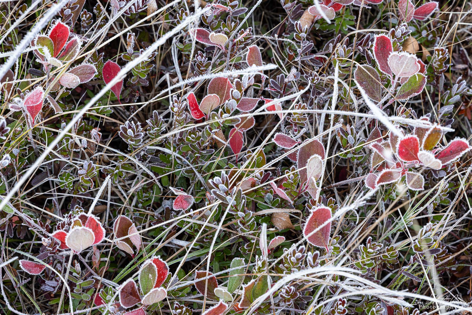 A fall frost outlines the grasses and red blueberry leaves around Little Long Pond, Seal Harbor (Acadia) Maine