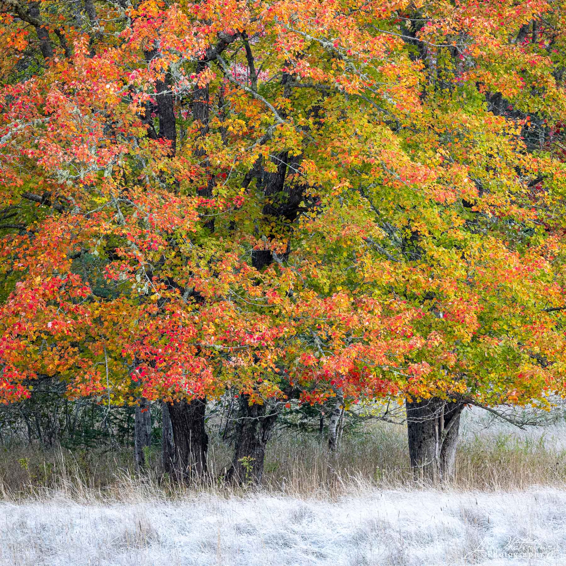 Fall Colors and Frost A fall medley of green, red, orange and yellow leaves contrast with the frost-covered grasses in a meadow near Little Long Pond...