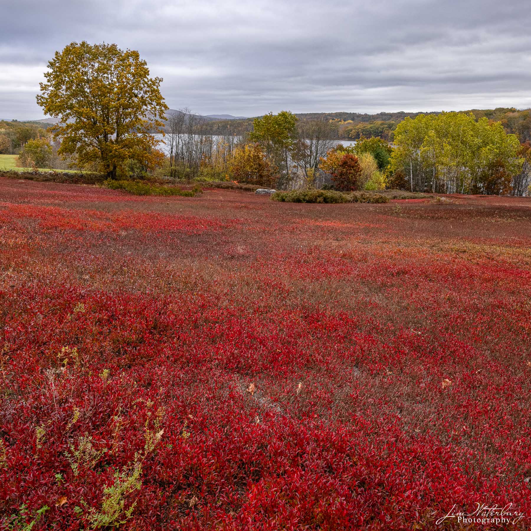 Blueberry fields, near Beth's Farm Market, on the road to Union, Me.