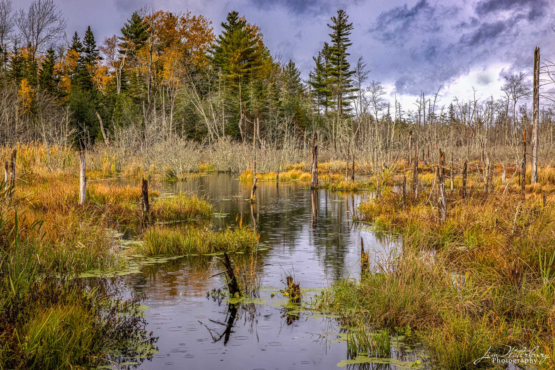 Raindrops falling in a marsh near Cushing, Maine