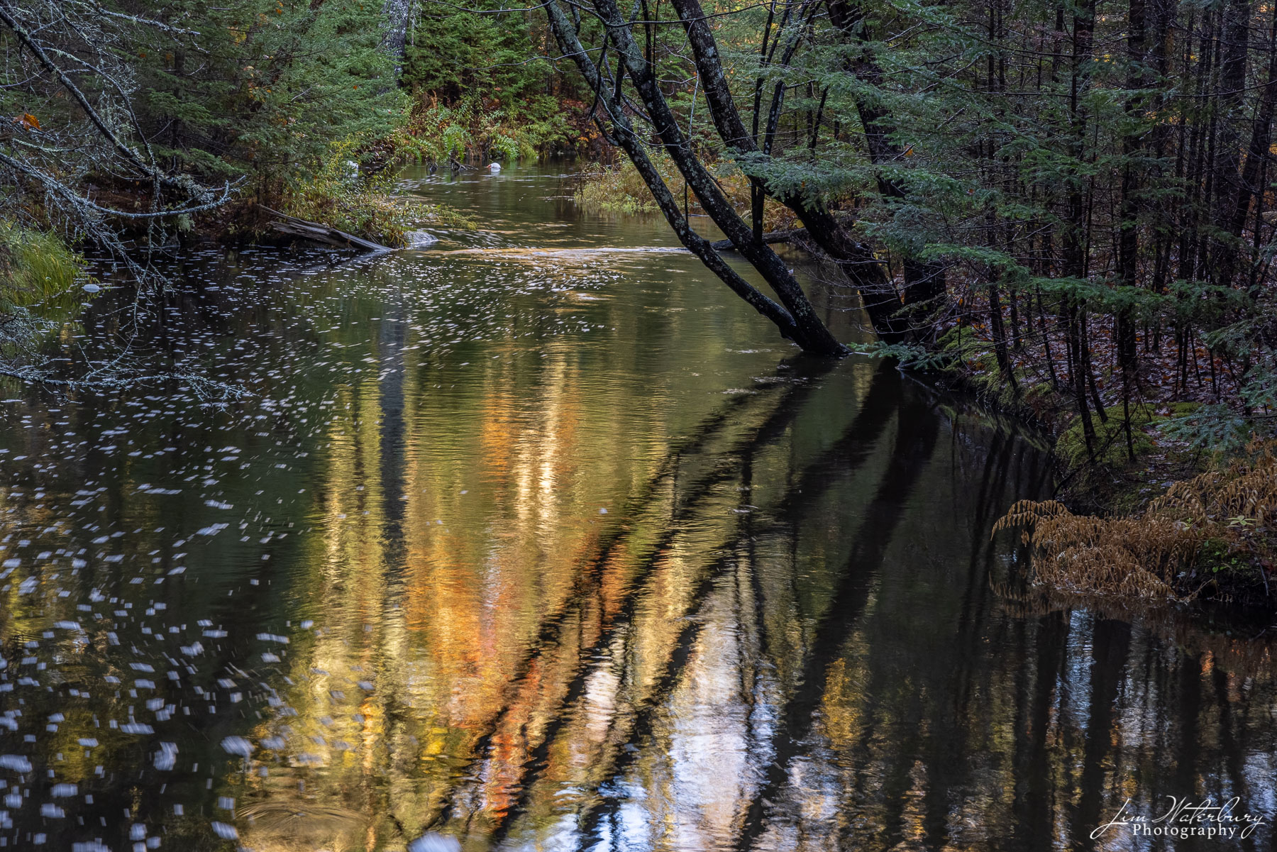 Trees and reflections in the Goose River, near Cushing, Maine.