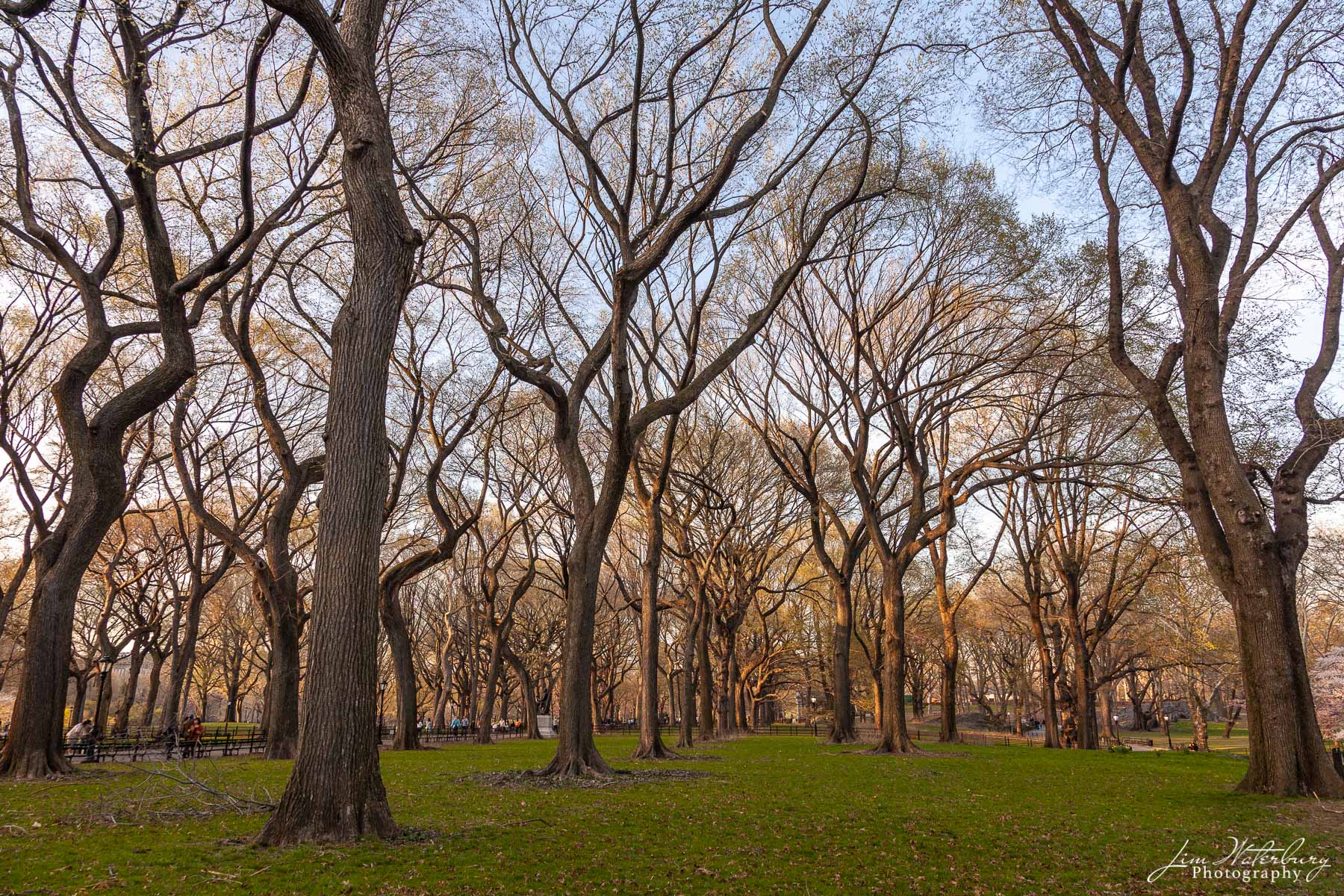 Dutch Elms along the Mall in Central Park, New York City, in warm evening light.