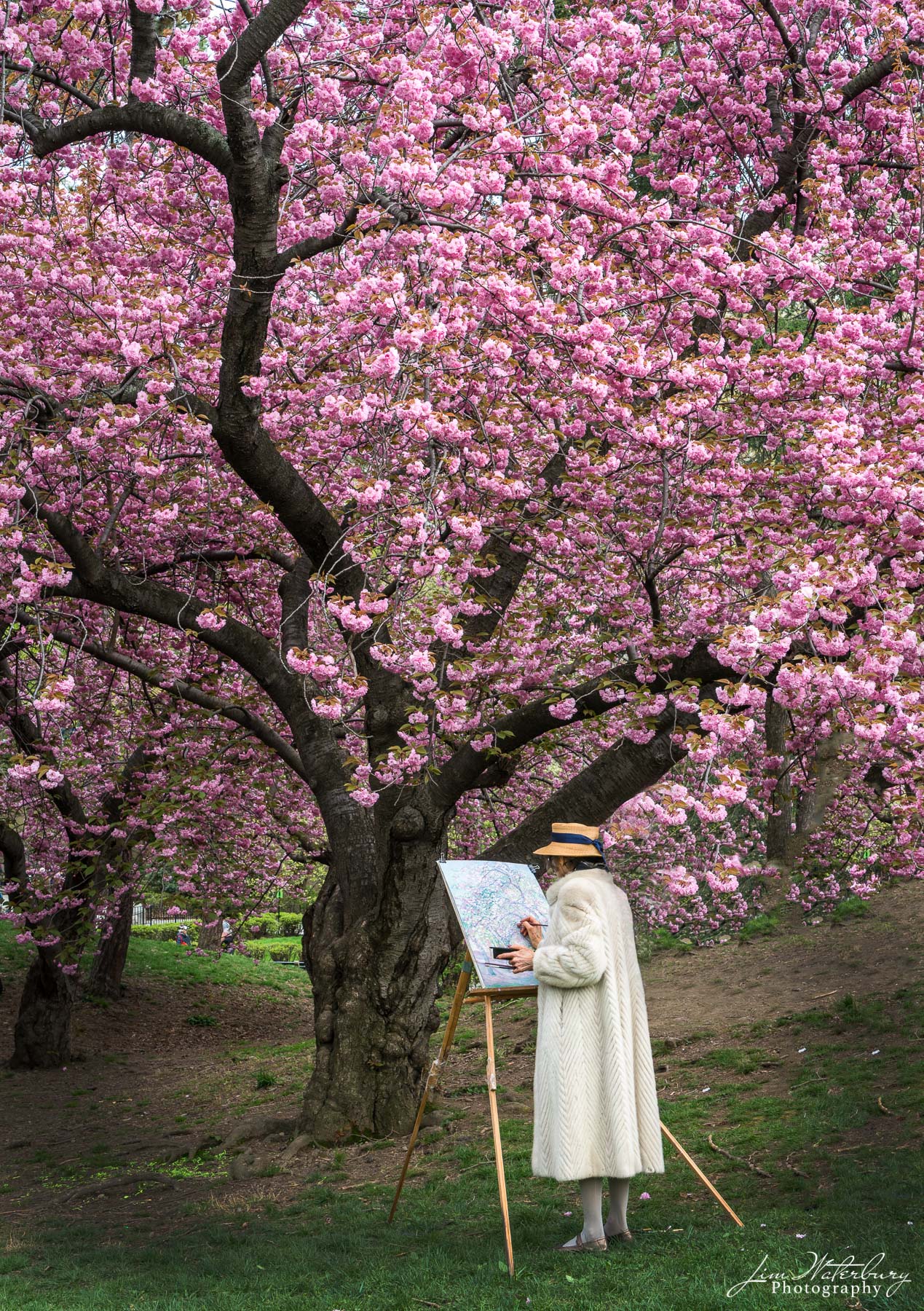 Artist at Work Artist painting under a flowering cherry tree in the Spring in Central Park, New York City