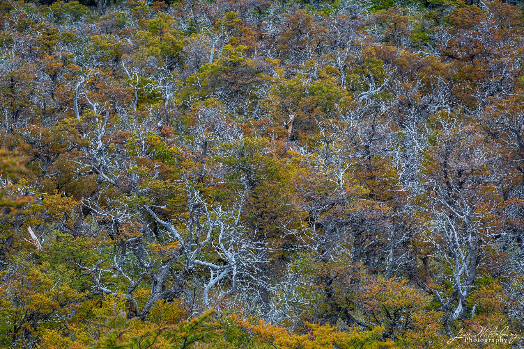 Rebirth A forest in Los Glaciares National Park shows the white of burned trees, the victim of local fires, as well as the green of new...
