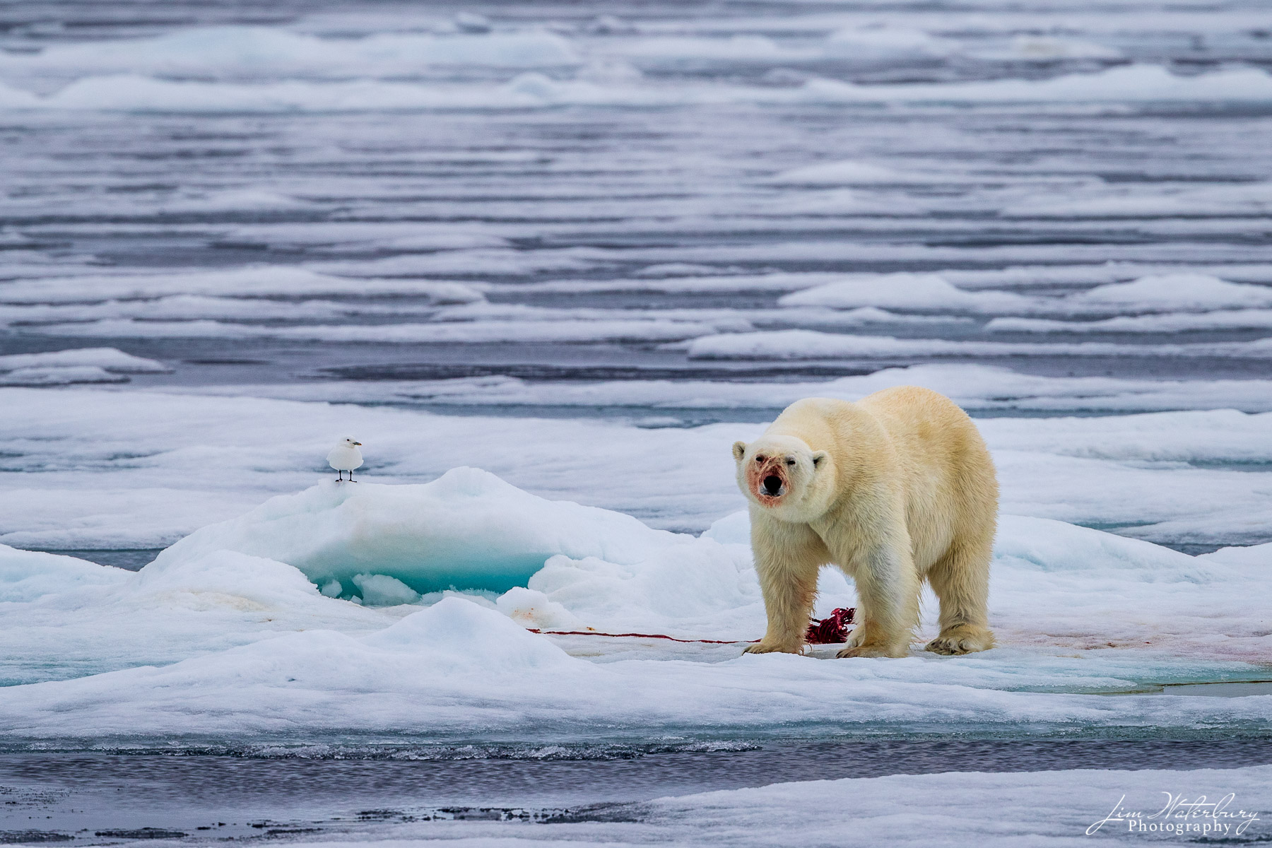 A well-fed polar bear following a successful seal hunt on the pack ice in the Arctic Ocean north of Svalbard.