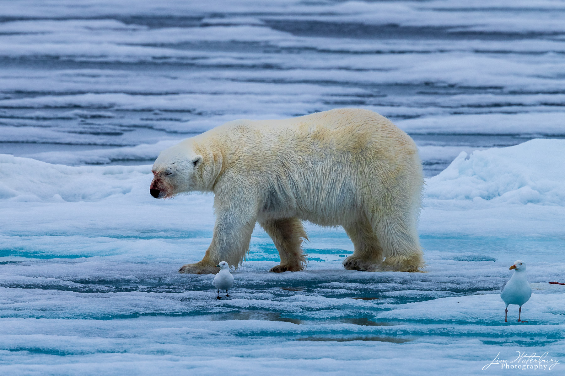 Lazy Walk A large polar bear walks along the pack ice following a successful seal hunt in the Arctic Ocean north of Svalbard.