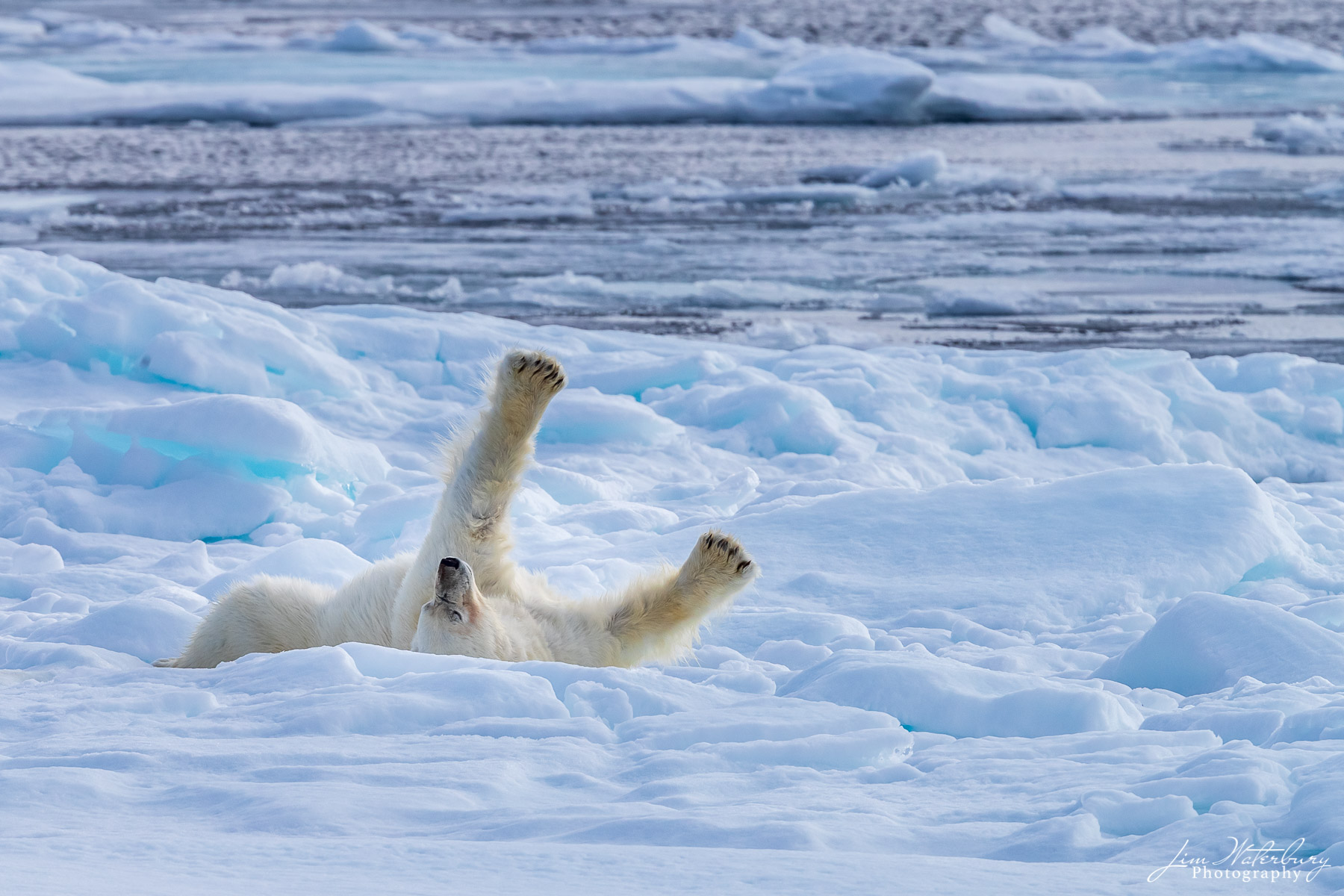 Polar Stretch A polar bear, after a successful hunt and a swim in the icy waters of the Arctic Ocean, stretches on the pack ice north of Svalbard...