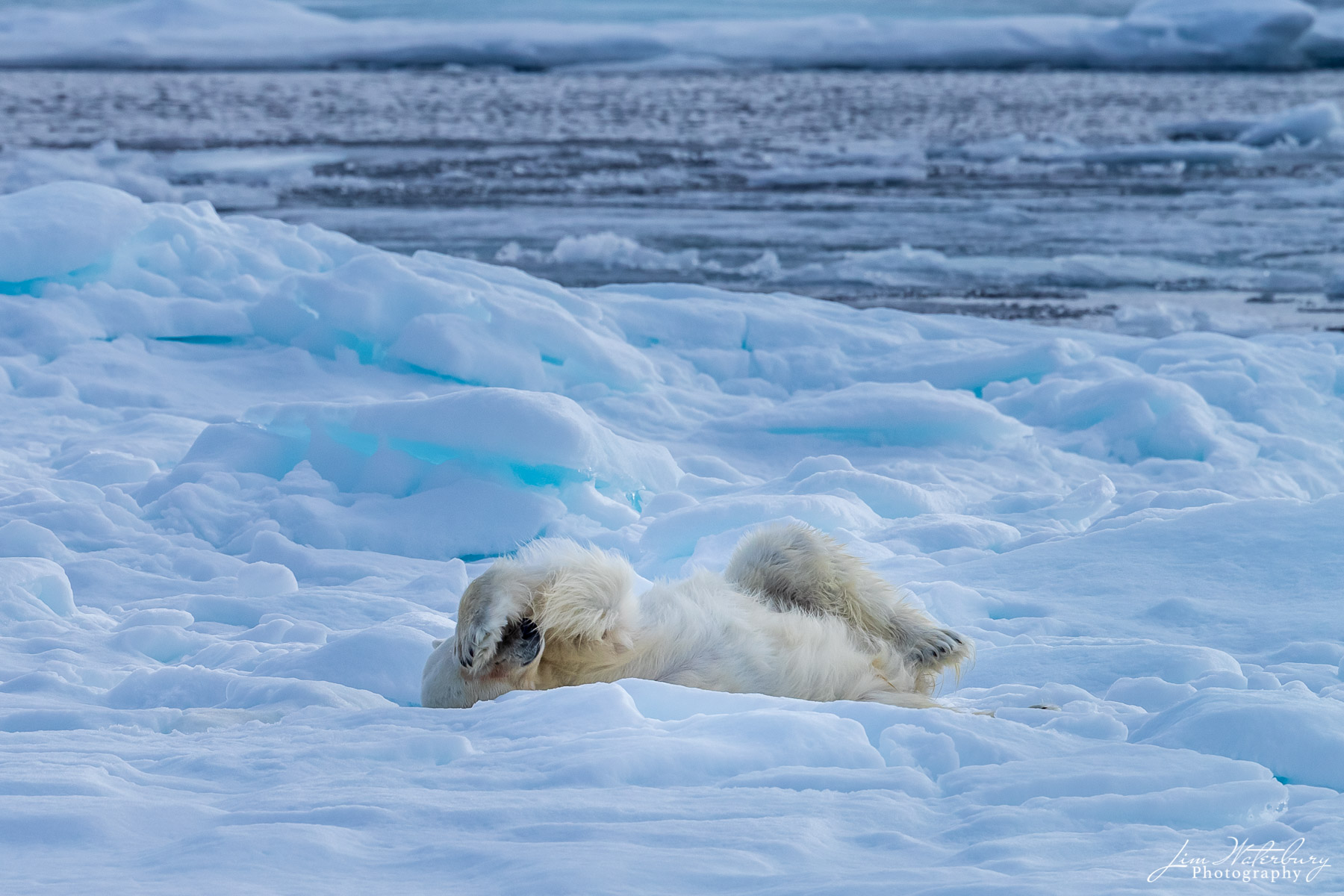 Nap Time A polar bear, after a successful hunt and a swim in the icy waters of the Arctic Ocean, rests on the pack ice north of Svalbard...