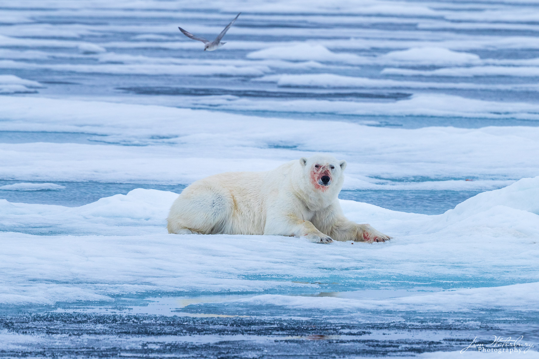 Face Paint Polar bear, his face red with evidence from a recent successful seal hunt, looks out over the pack ice in the Arctic Ocean north...
