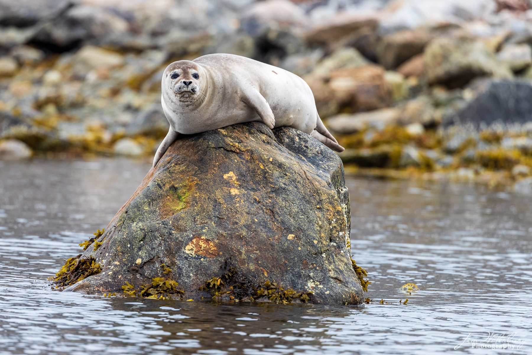 A harbor seal sits perched on a rock in a fjord in the far north of the Svalbard Archipelago.