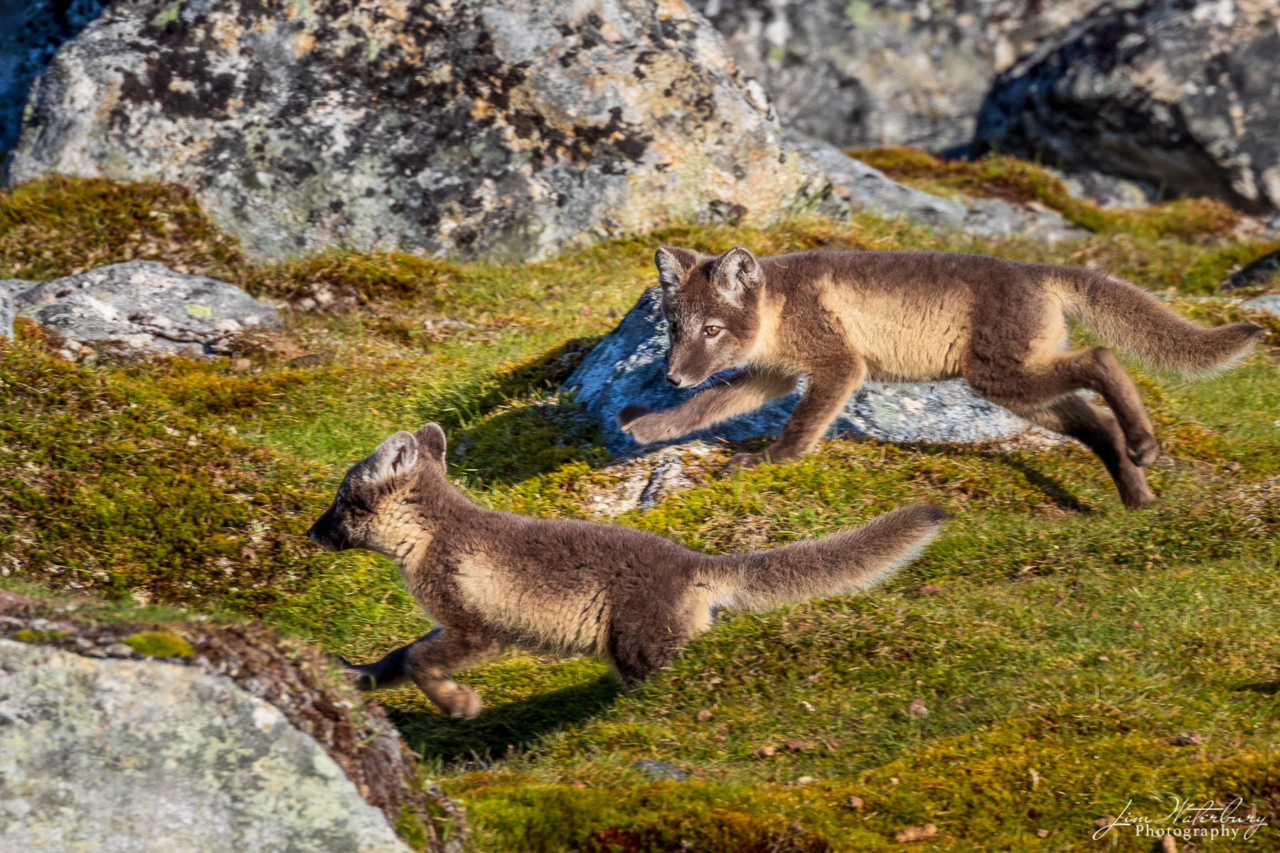 Fox Hunt Arctic fox play in the evening light in Svalbard.