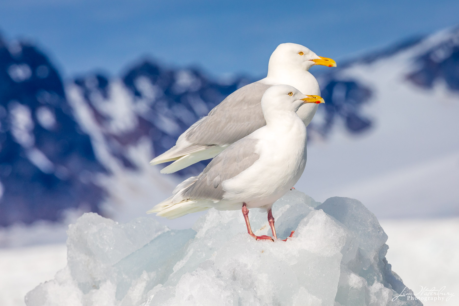 Two Gulls A pair of Glaucous gulls sit on a mound of rock and ice against a backdrop of distant mountains, in Svalbard, Norway in winter...