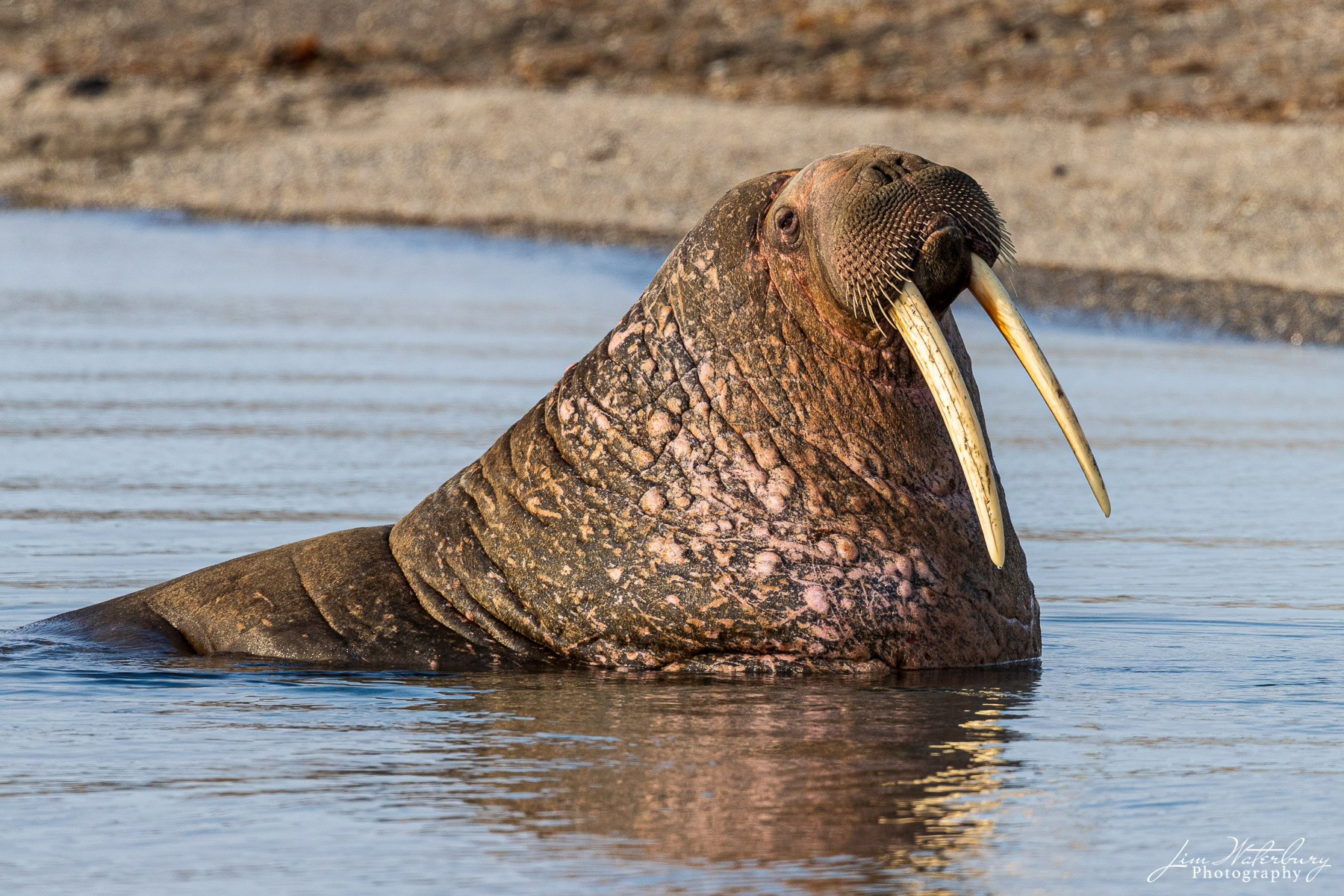 A large walrus surfaces from the polar waters around Svalbard.