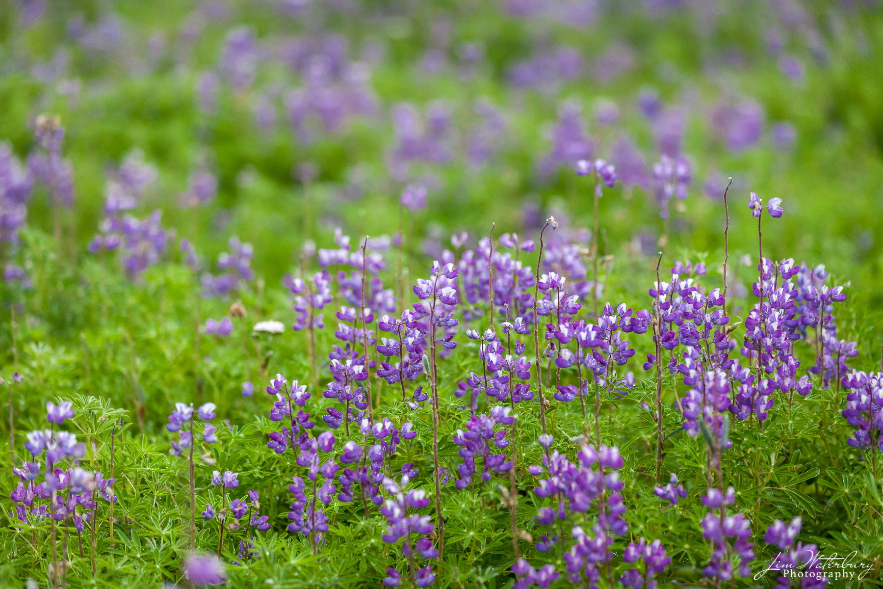 Meadows of blue-purple lupine wildflowers grow on the hillside of the Kenai peninsula south of Anchorage, Alaska.