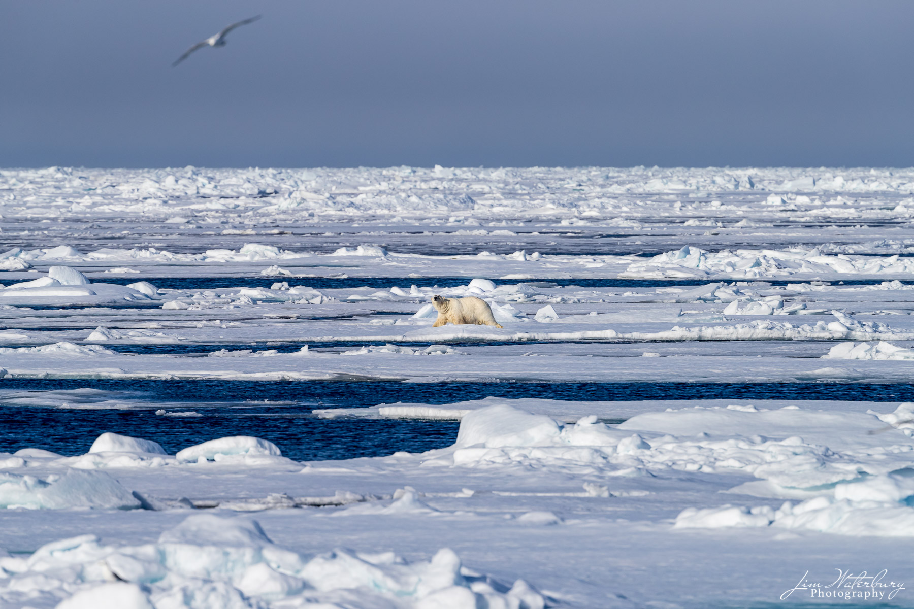 Bear Ahead! A polar bear roams the pack ice, in the high arctic north of Svalbard at 82"32' north.