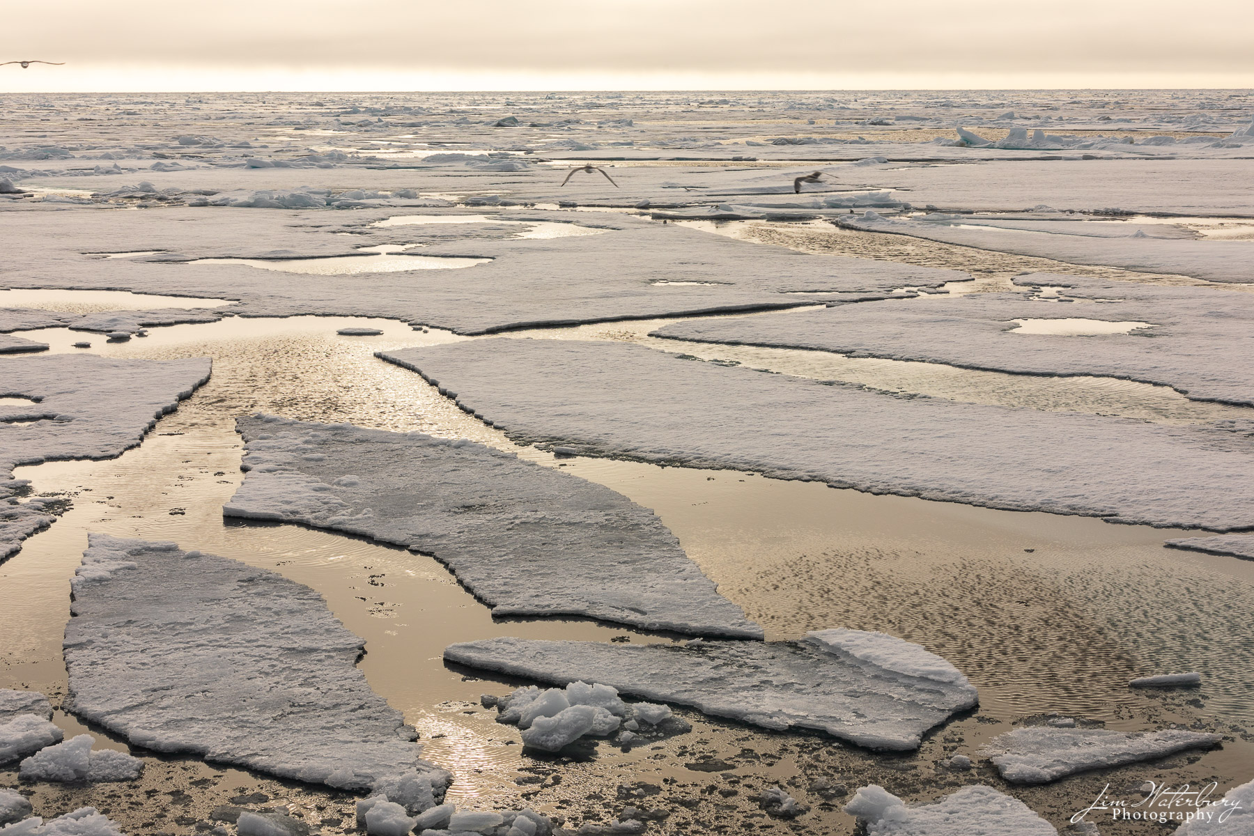 Ice Forever Miles and miles of pack ice -- home to seals and their natural preditor, the polar bear, in the high arctic approach the North...
