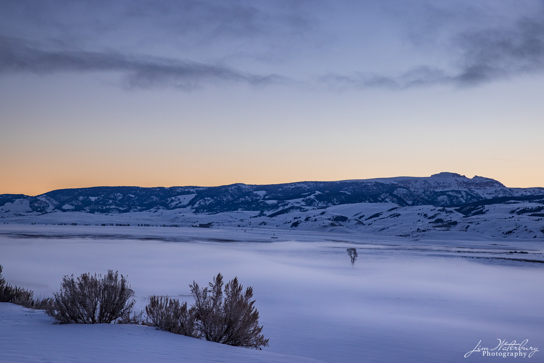 Sleeping Indian View at dawn of a lone tree rising out of the mist in snow covered Flat Creek, looking across to the "Sleeping Indian" mountain...