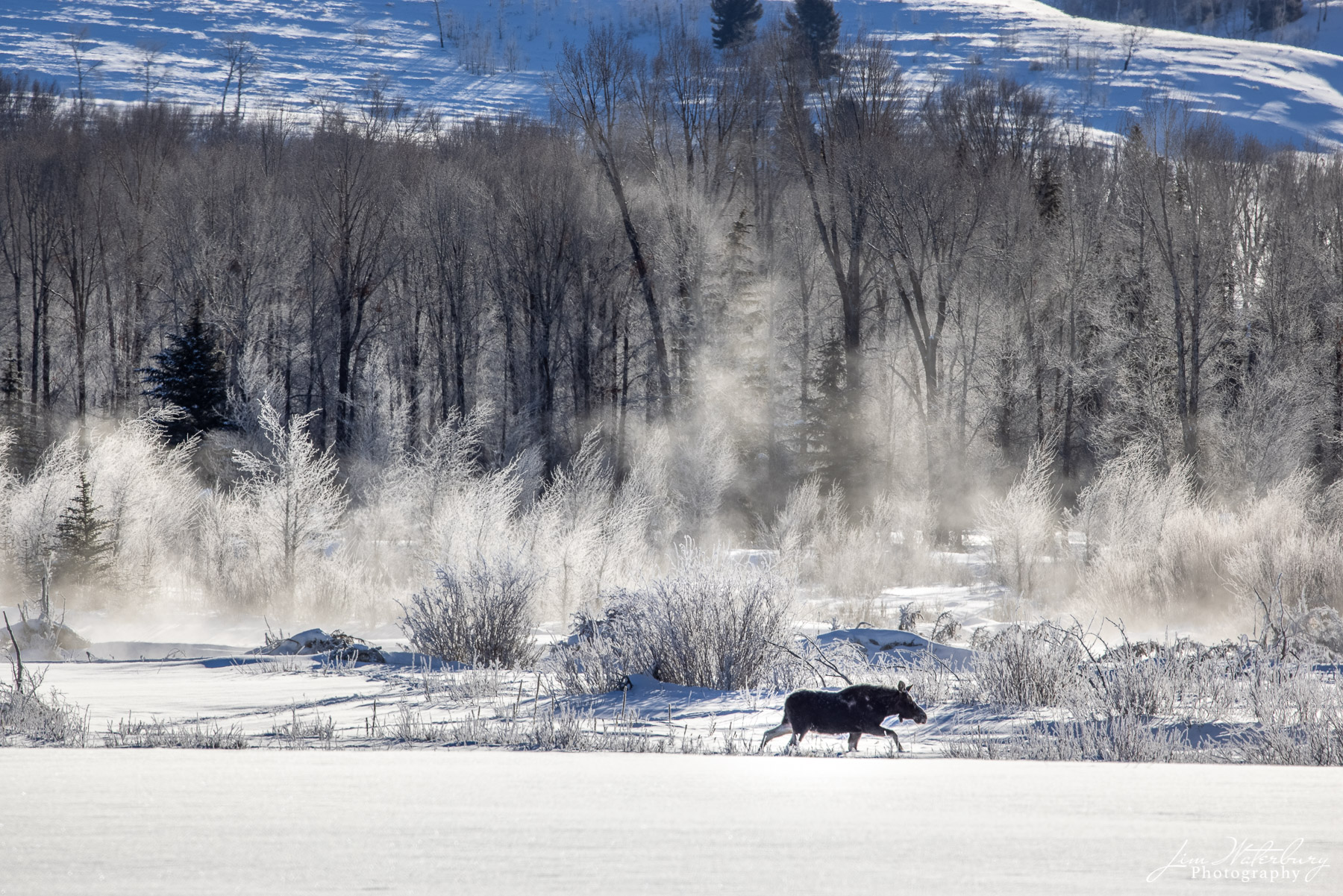 A moose makes its way through the deep snow along the Gros Ventre River in Grand Teton National Park, with mist rising in the...