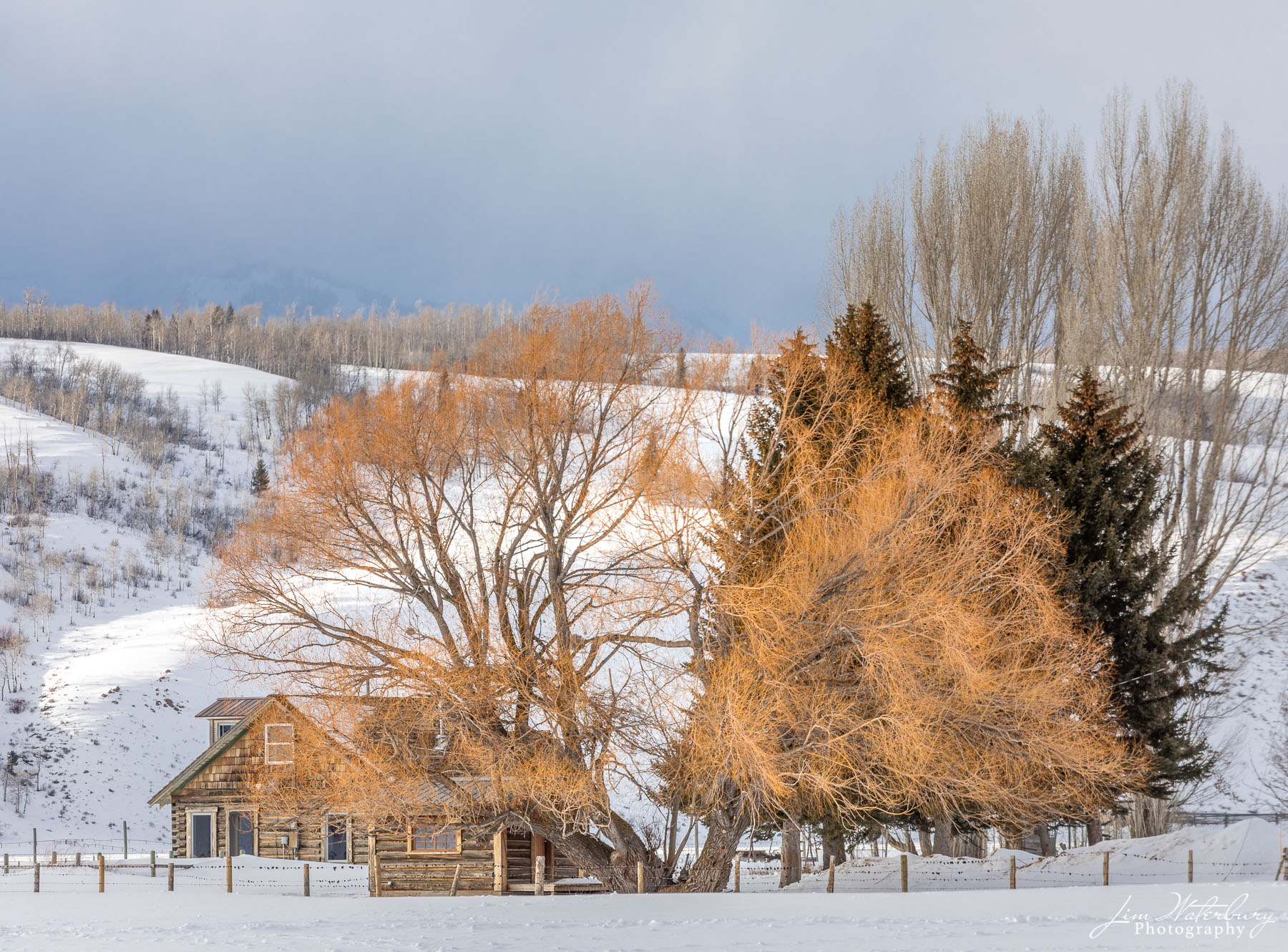 Willow trees in winter, Spring Gulch Road, Jackson, WY