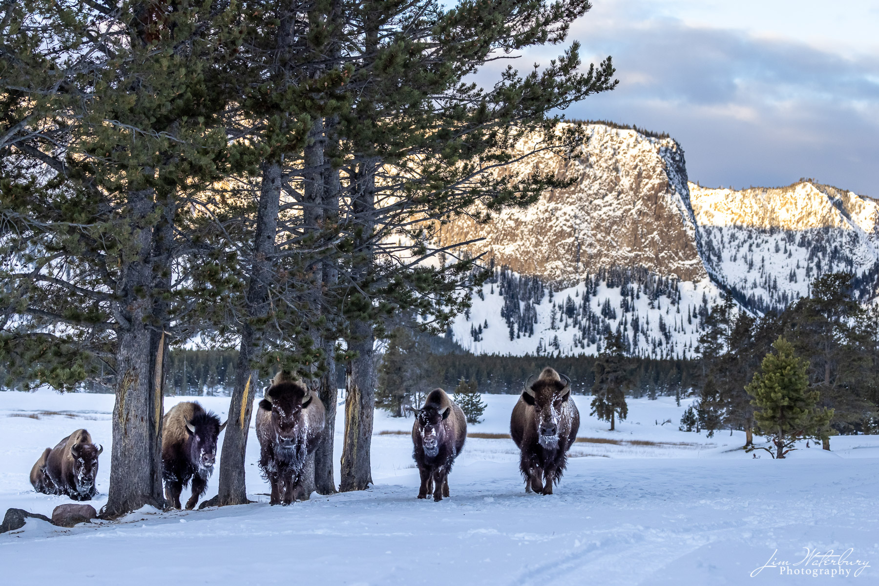 Bison Parade A herd of bison make their way through the trees near the west entrance to Yellowstone.