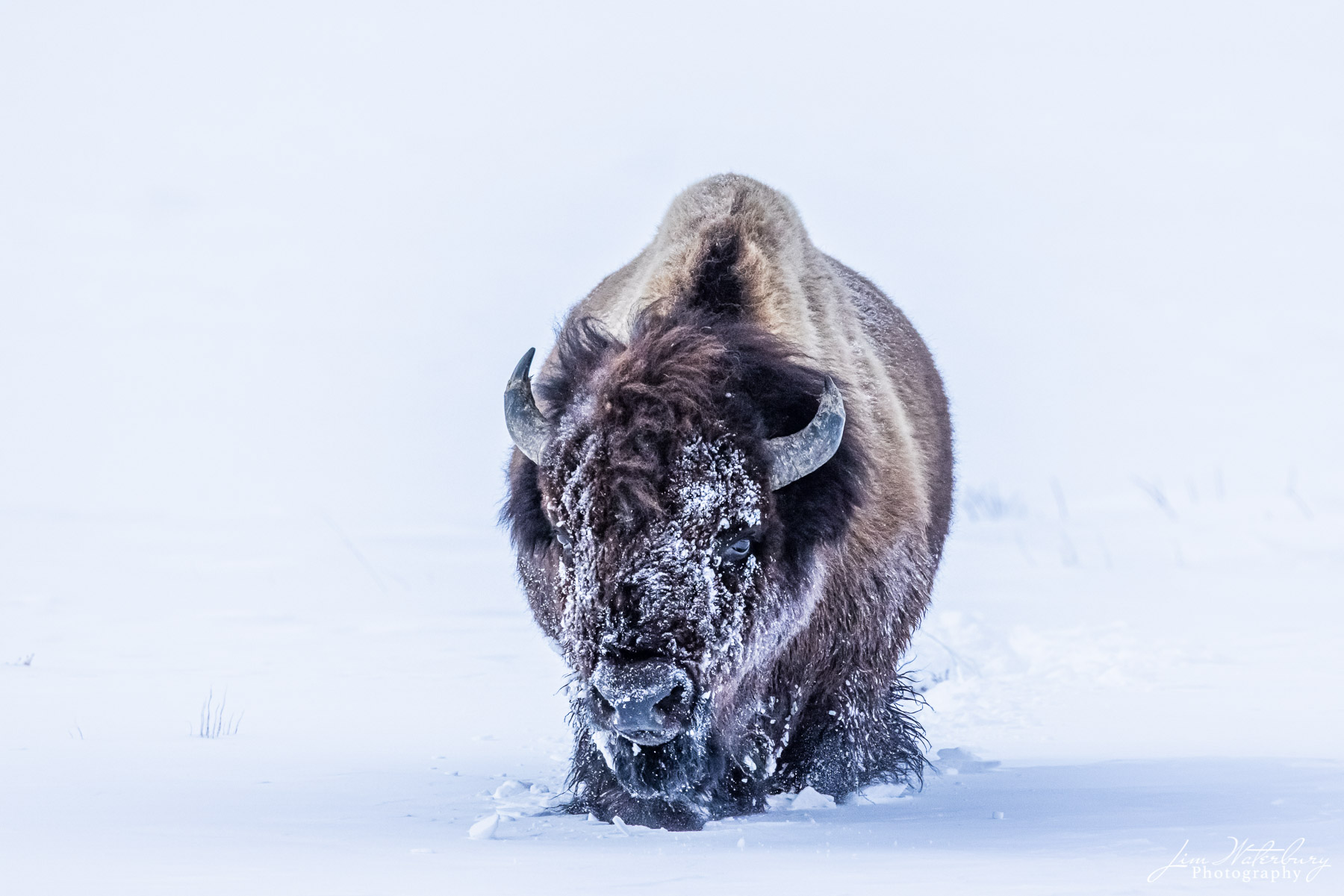 A single bison approach head-on through the deep snow.