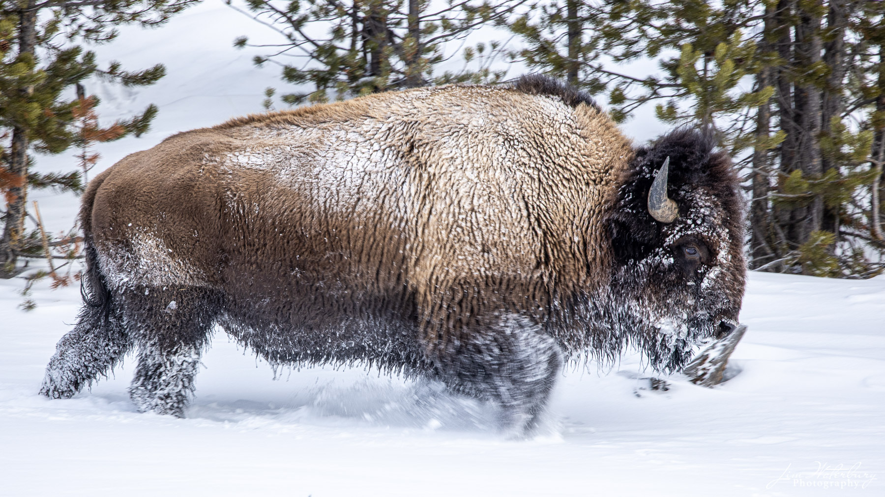 A large bison on the move through the deep snow in Yellowstone.