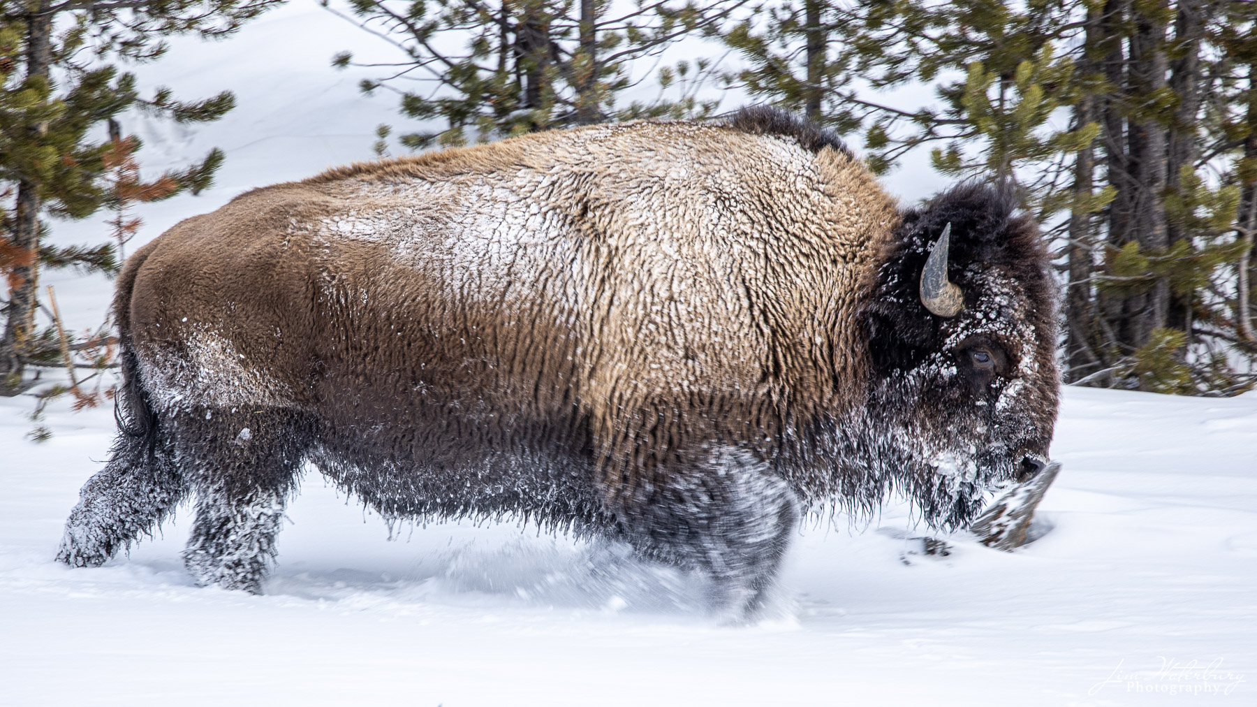 On the Move A large bison on the move through the deep snow in Yellowstone.