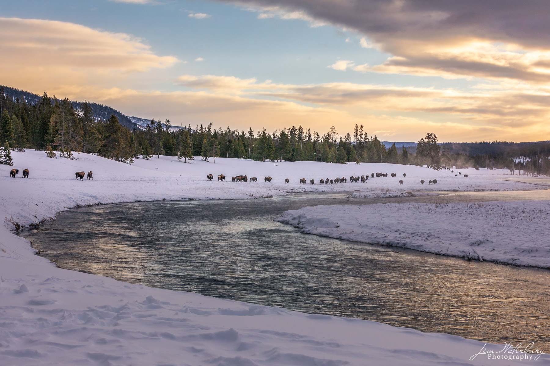 Bison Herd Herd of bison along the Madison River, Yellowstone NP, in the early morning light