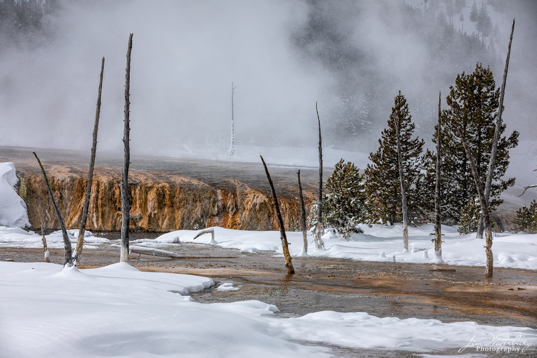 Yellowstone Trees 4 NATIONAL PARKS, Yellowstone