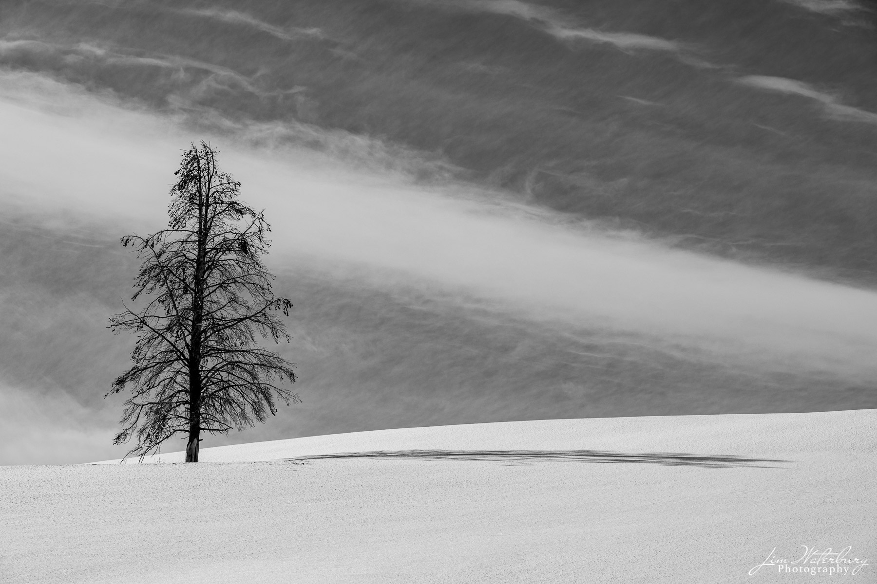 Lone Tree, Hayden Valley Black & white image of a lone tree standing among the rolling, snow-covered hills of the Hayden Valley in Winter.